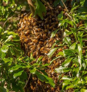 Beekeeping Tips - Expect Swarming, it is Natural