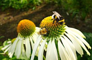 Beekeeping Tips - Treat Bees when Necessary