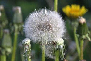 Beekeeping Tips - Not all Plants are Good for Bees