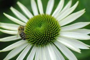 Beekeeping Tips - Best Habitat for Bees
