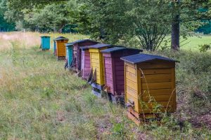 Beekeeping Tips - Ideal Number of Hives