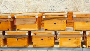 Beekeeping Tips - One Size Box for All is Ideal