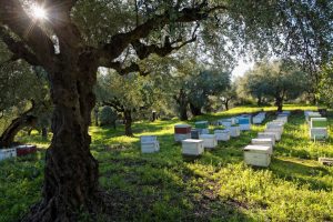 Beekeeping Tips - An Empire is not Built in a Day