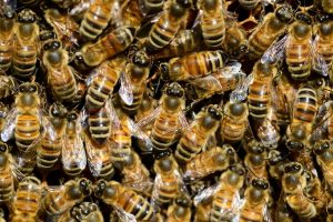Beekeeping Tips - Not all Bee Colonies are Aggressive
