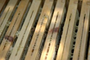 Beekeeping Tips - Choosing your Bee Hive Frames