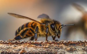 Beekeeping Tips - Getting Started in Beekeeping