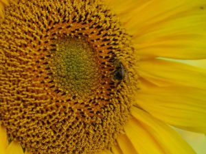 Beekeeping Tips - Bee Friendly Plants