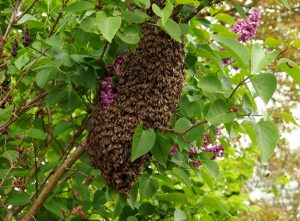 Where to Buy Bees - Bee Swarm