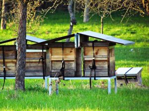 Beekeeping Tips - Apiary Location