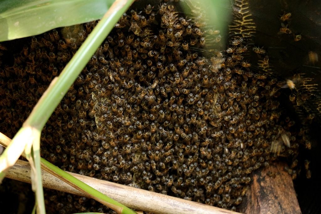 How to Build a Bee Swarm Trap