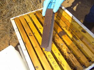 Best Treatment for Varroa Mites - Mann Lake DC301 Hop Guard Varroa Mite Treatment