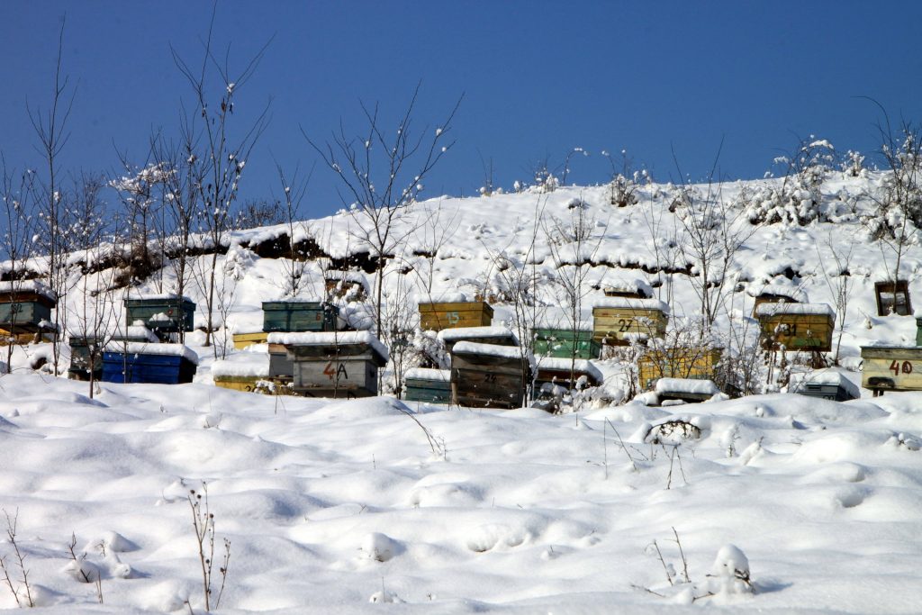 Beekeeping in Winter