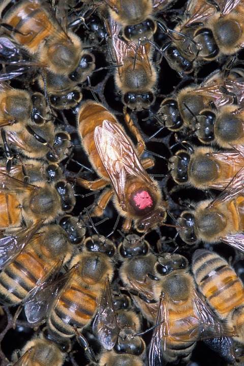 Requeening a Hive