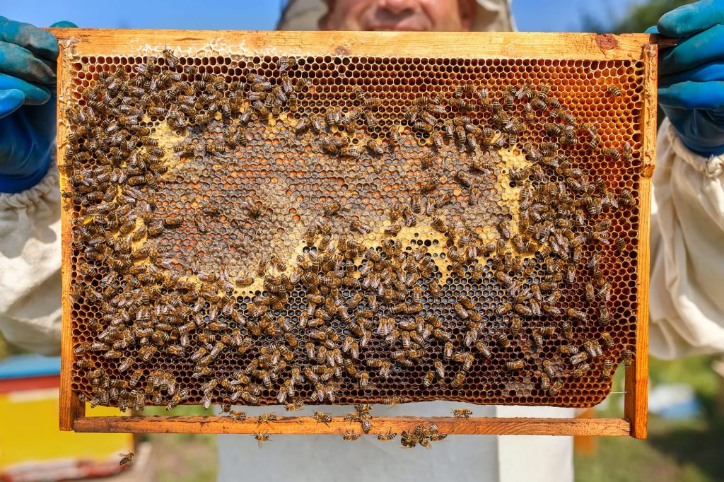 Beehive Inspection