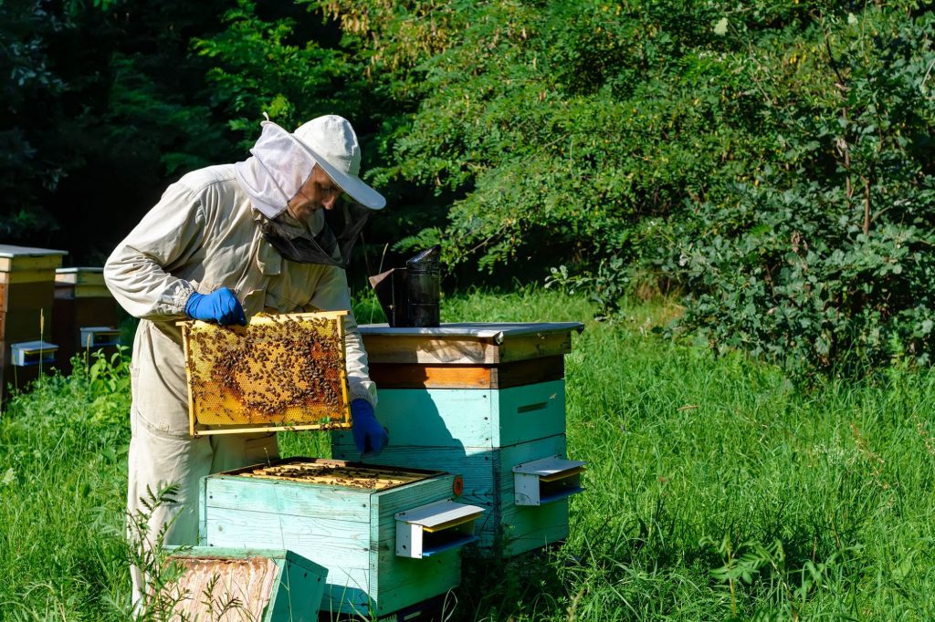 Beehive Inspection