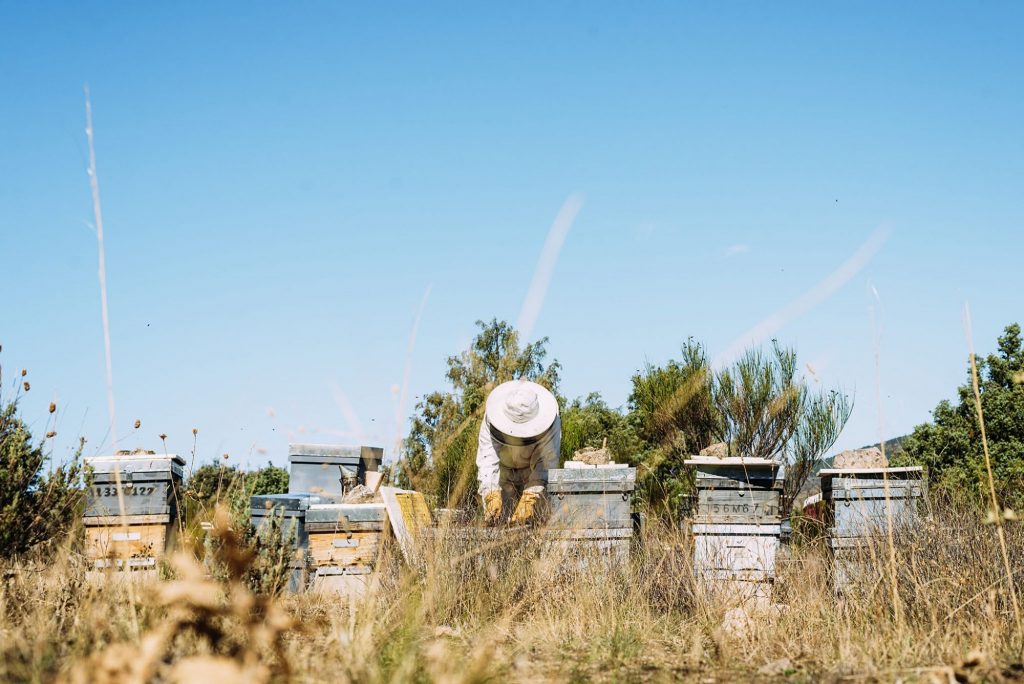 Beehive Inspection