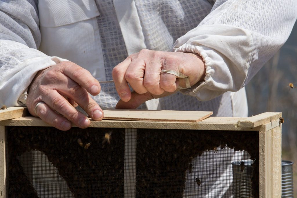 Best Way to Install Package Bees