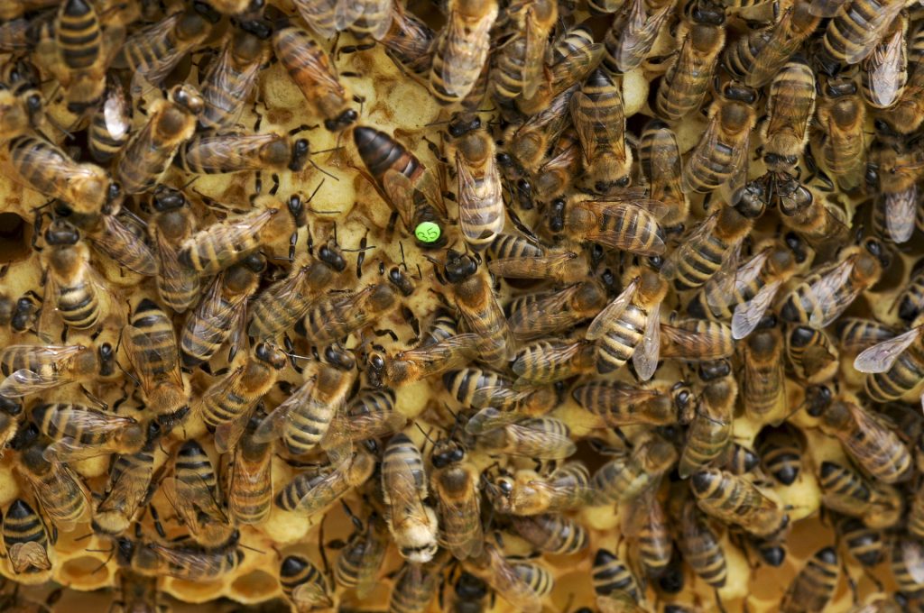 Requeening a Hive