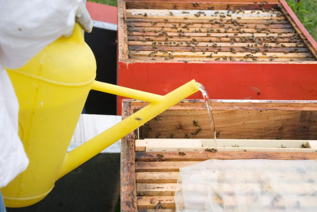 Supplemental Feeding After Installing Package Bees