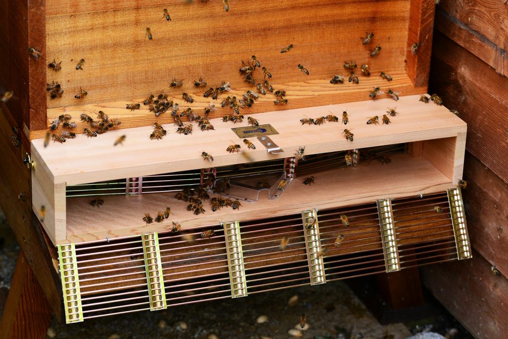 Beginning Beekeeping Supplies - Bee Swarm Trap