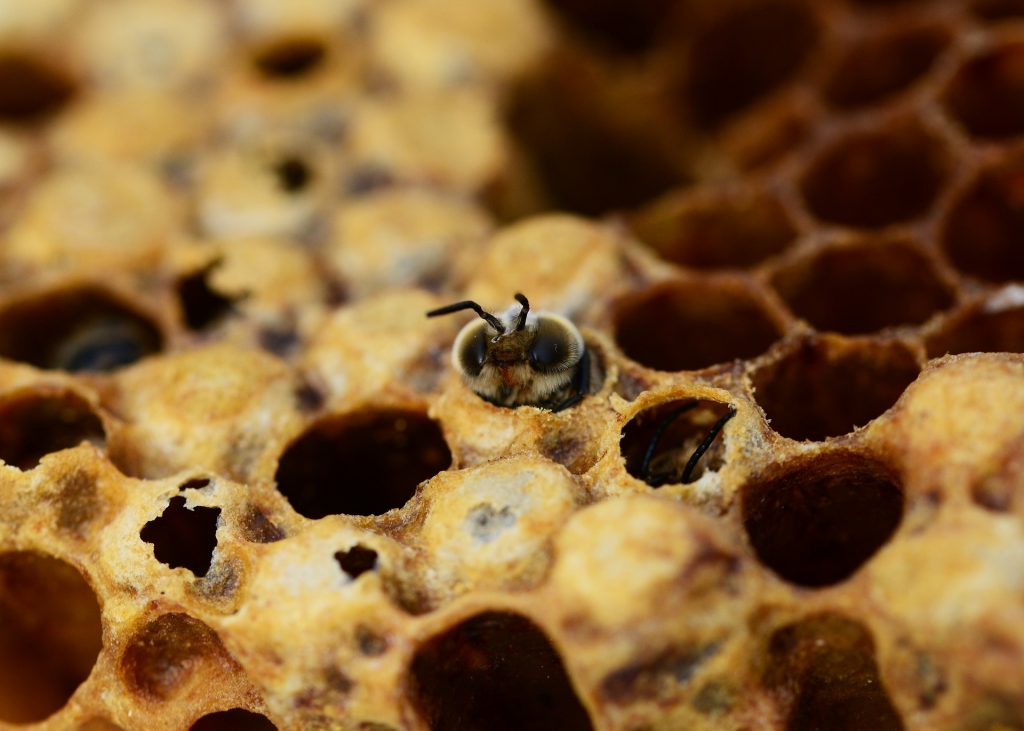 Pollen Patties