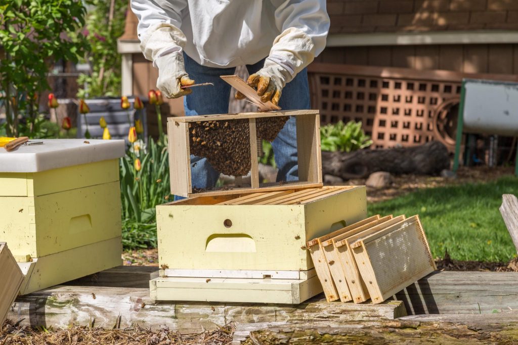 Where to Buy Bees - Installing Package Bees
