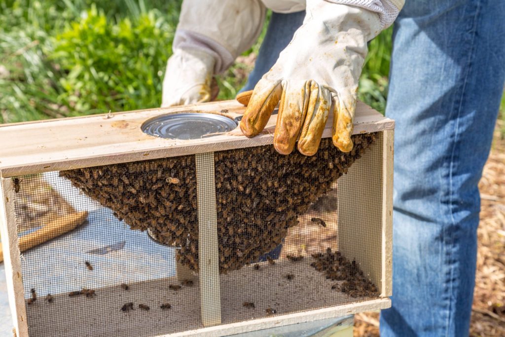 Becoming a Beekeeper - Buying Package Bees