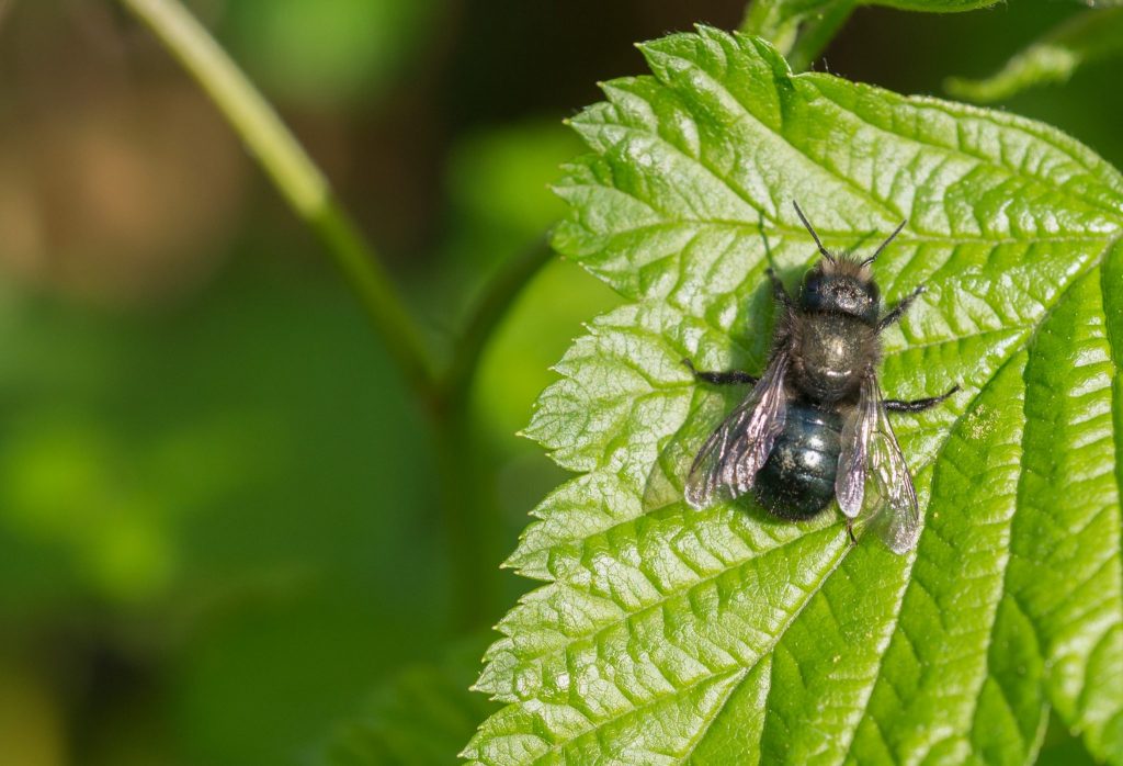 How to Attract Mason Bees