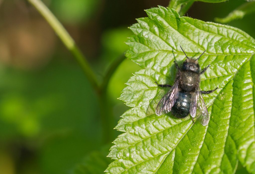 How to Attract Mason Bees - What do Mason Bees Eat