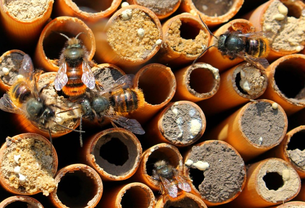 How to Attract Mason Bees