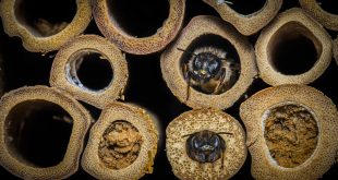 How to Attract Mason Bees