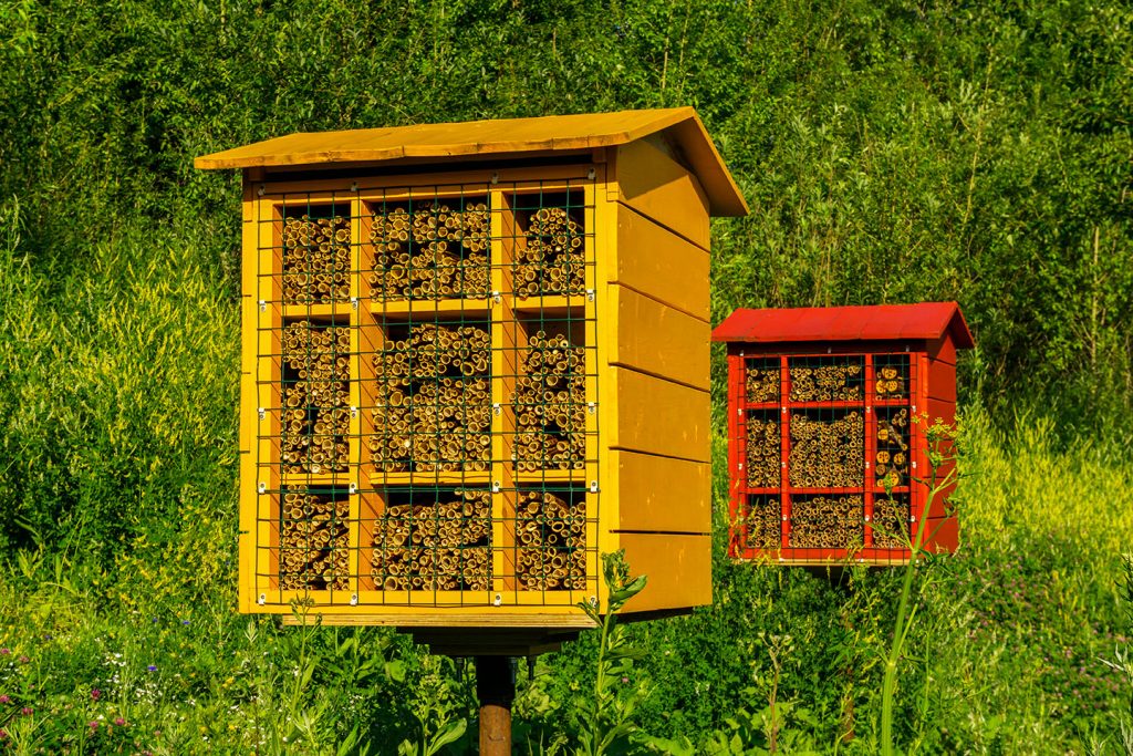 How to Attract Mason Bees - How to Raise Mason Bees