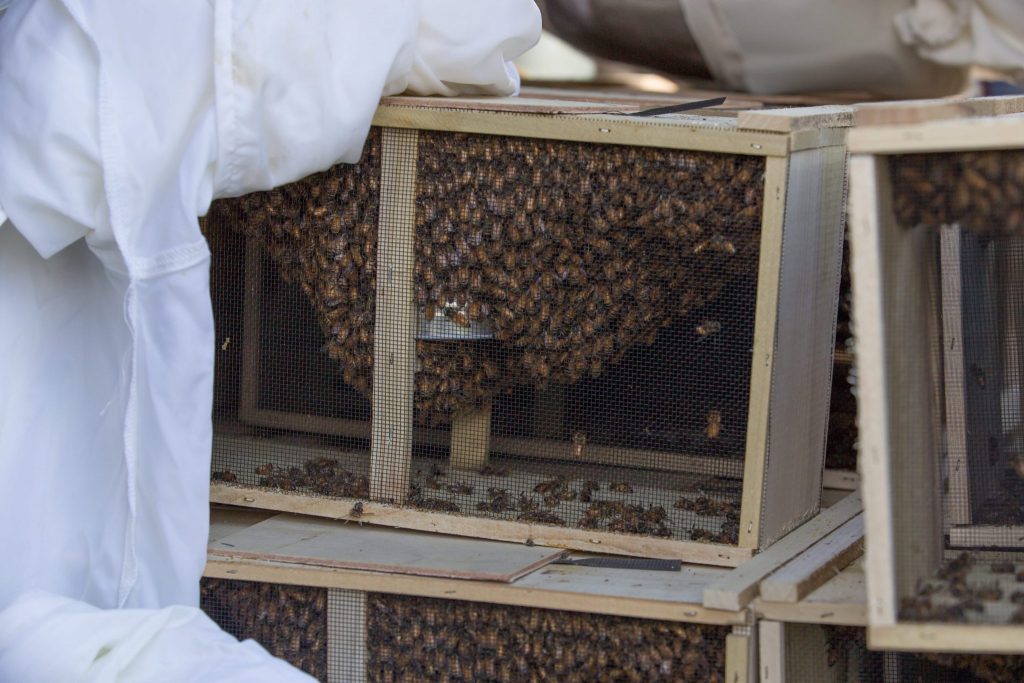 Installing Package Bees
