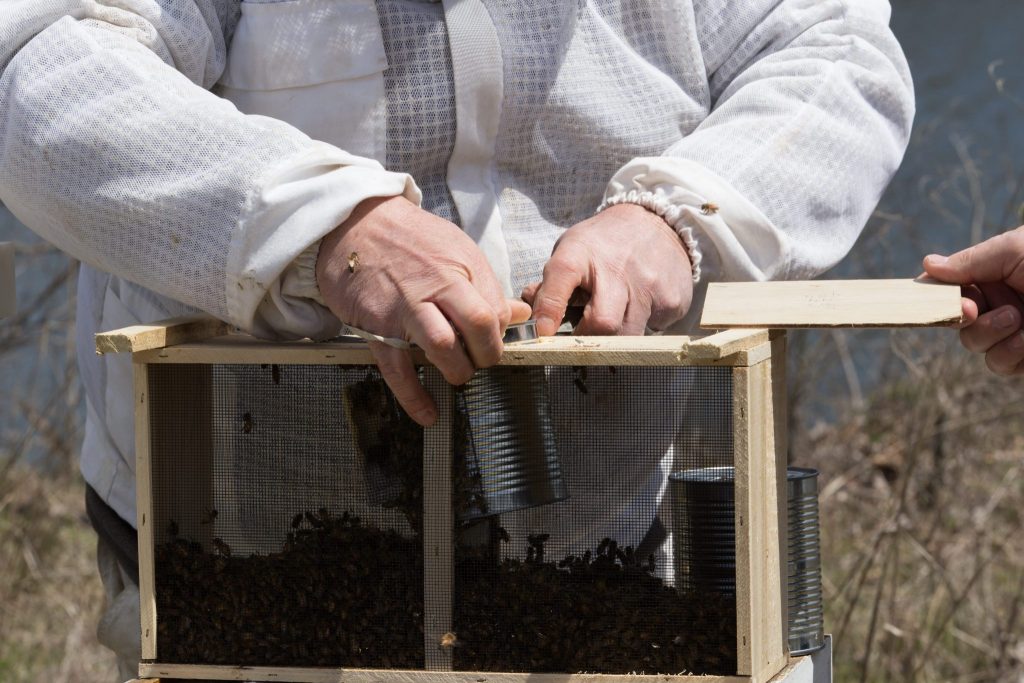How to Install Package Bees in a Top Bar Hive