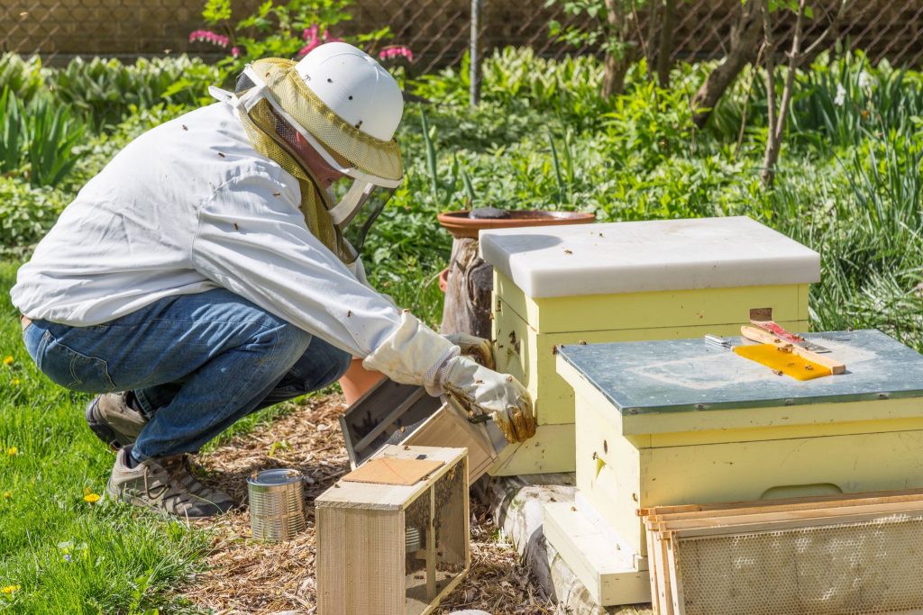 Best Time of Day to Install Package Bees