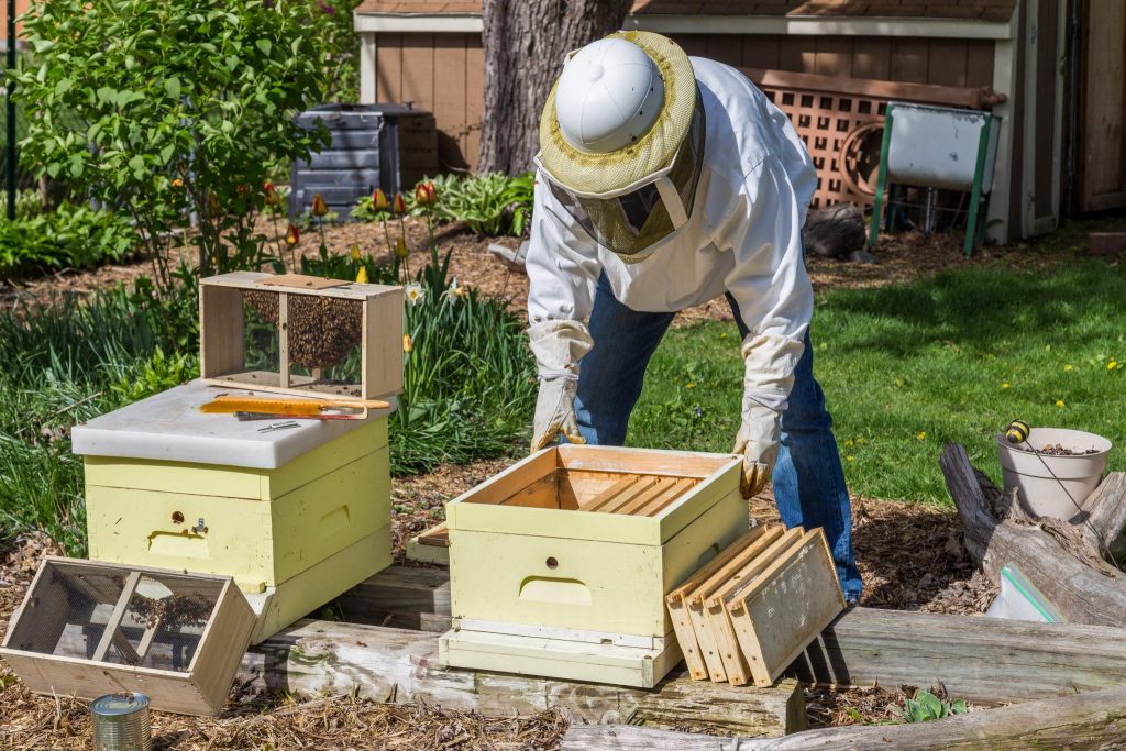 Become a Beekeeper - Installing Package Bees