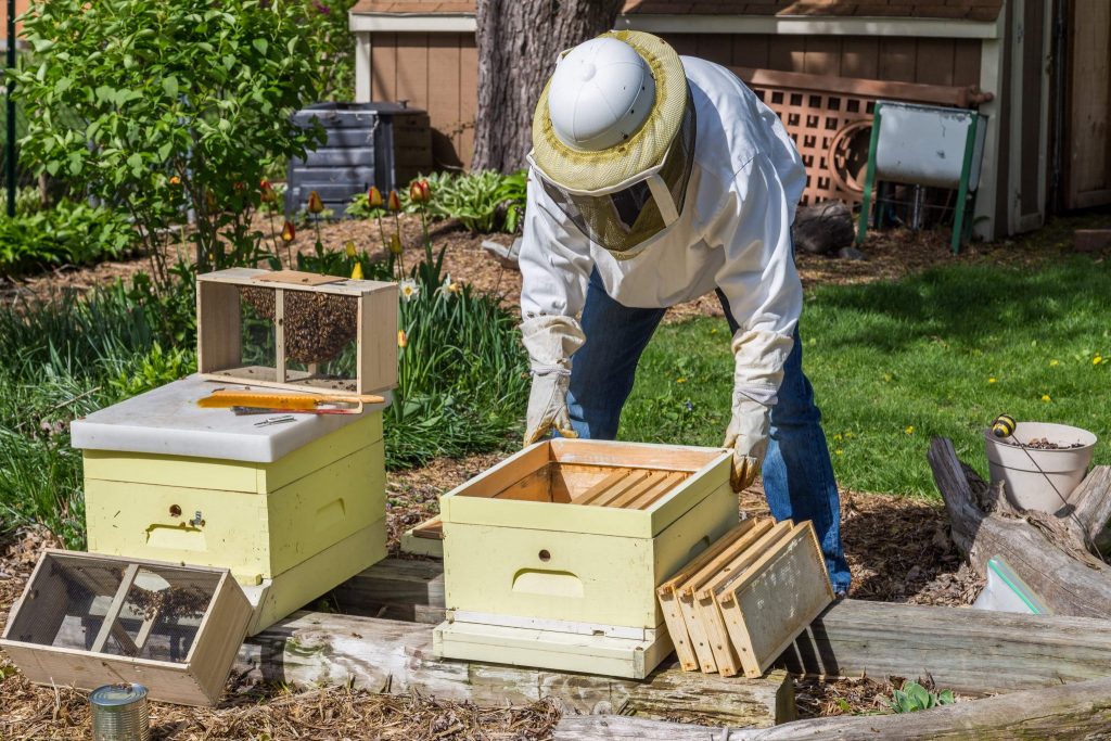 How to Install Package Bees on Drawn Comb