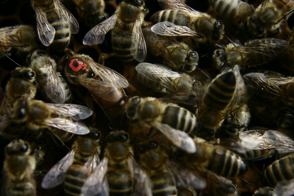 Requeening a Hive