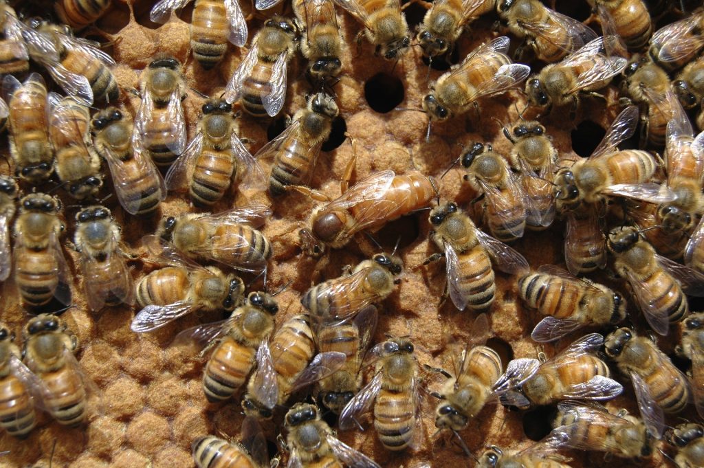 Requeening a Hive