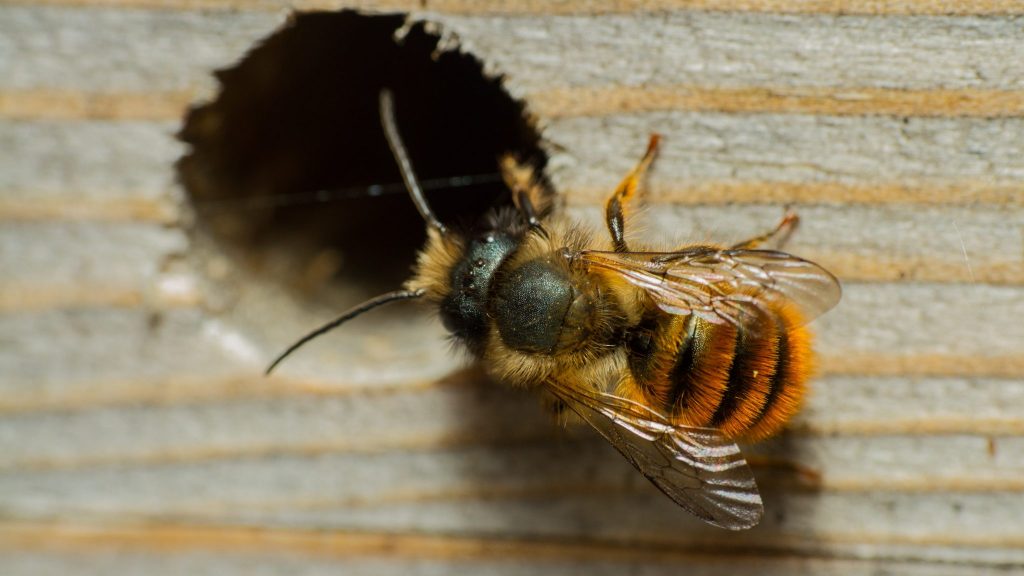 How to Attract Mason Bees - When do Mason Bees Emerge