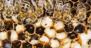 Apivar vs Apiguard - Mite in a Beehive