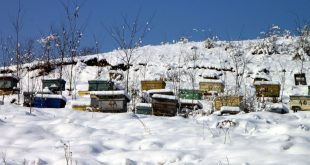 Beekeeping in Cold Climates