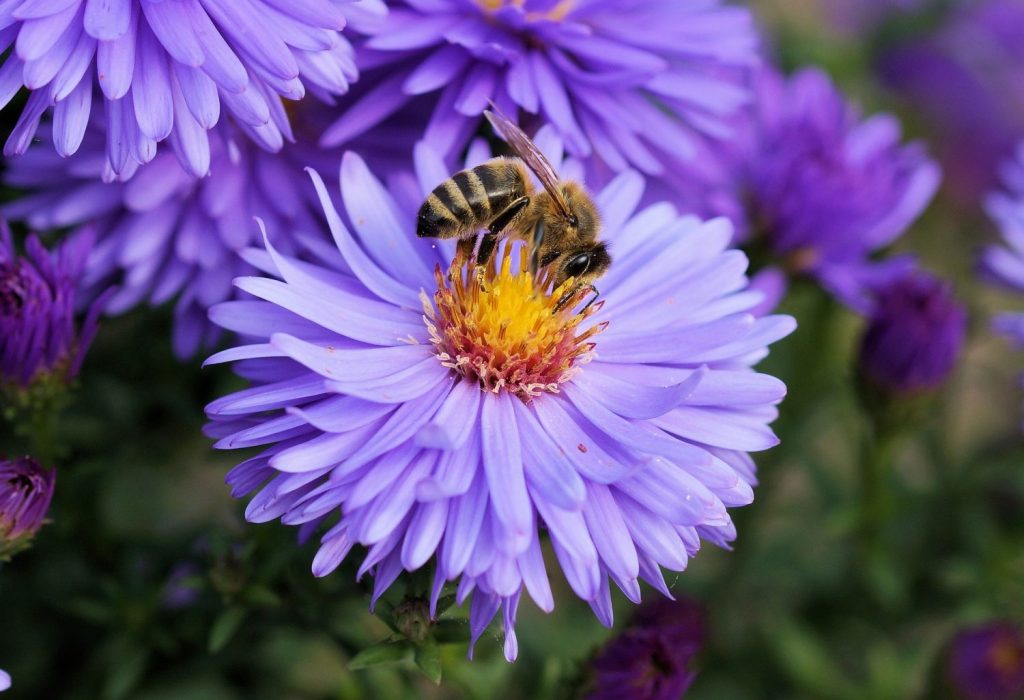 Bee Friendly Plants