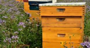 How to Assemble a Langstroth Beehive