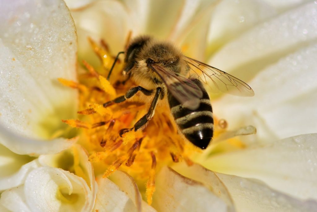 Bee Friendly Plants