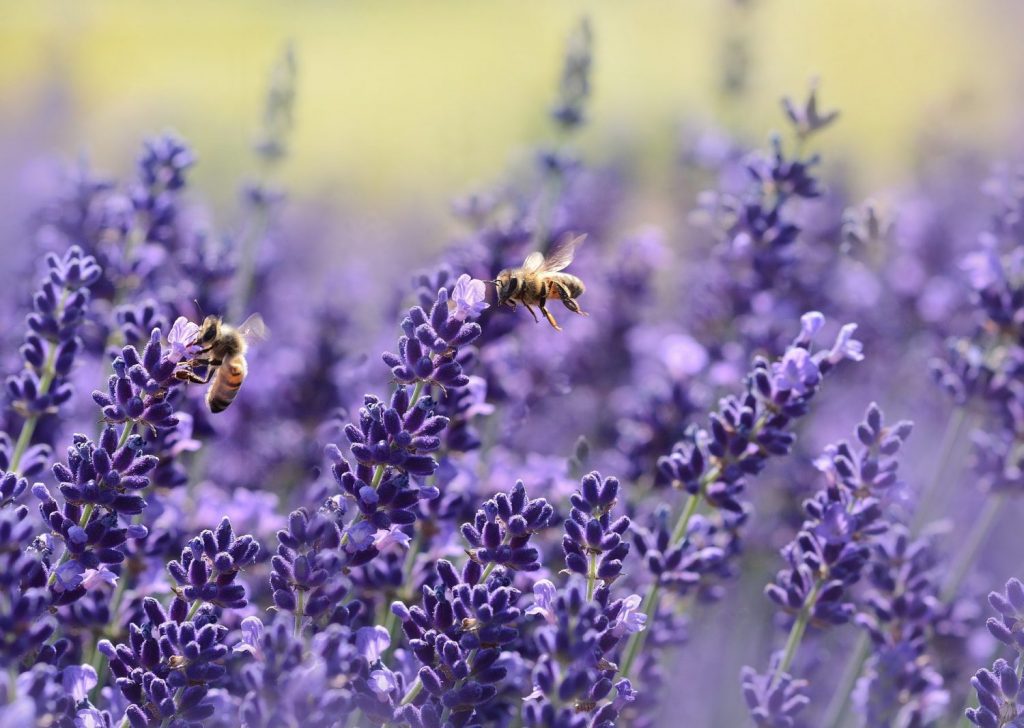 Bee Friendly Plants