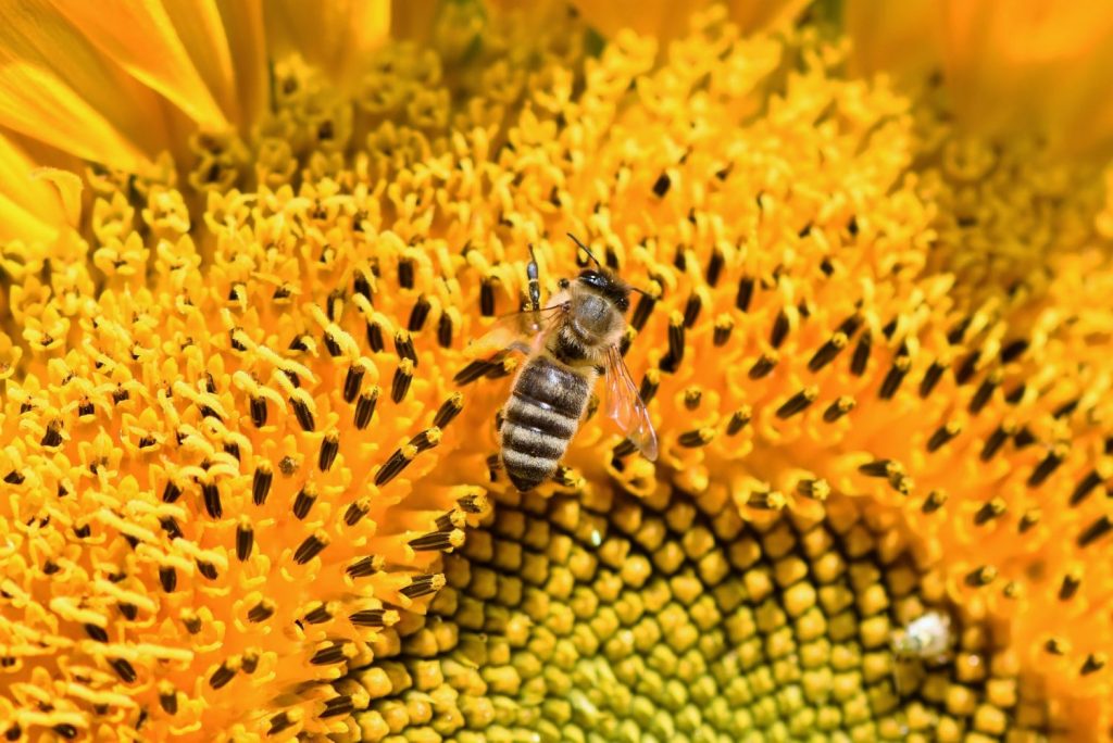 Bee Friendly Plants