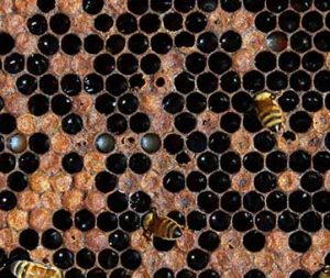Bee Diseases - American Foulbrood