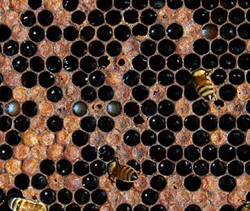 Bee Diseases - American Foulbrood