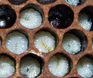 Bee Diseases - European Foulbrood